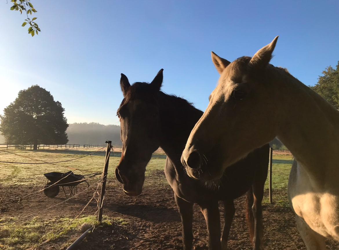Driehoeven zorgboerderij