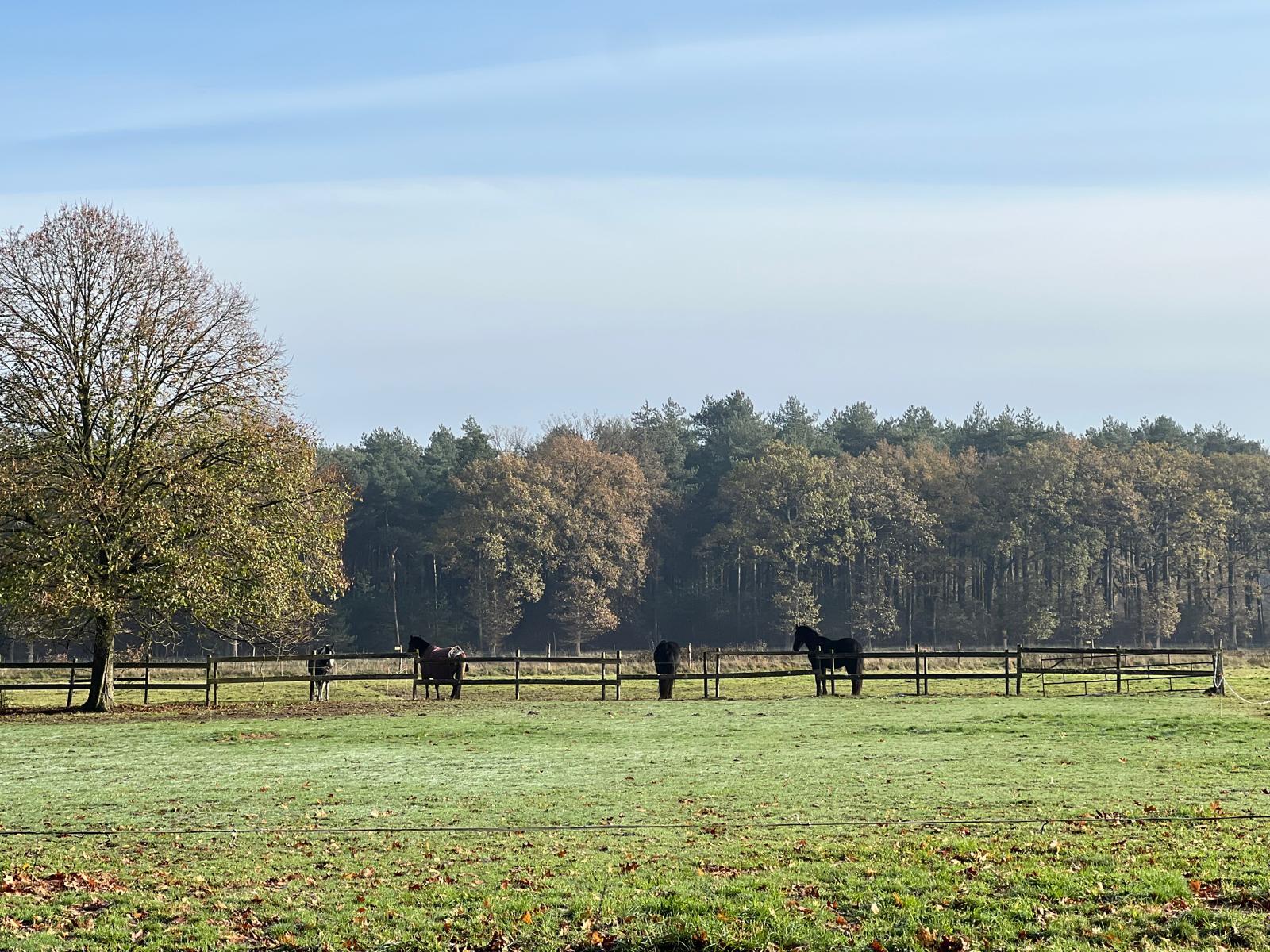 Een prachtige tuin met mooie natuur