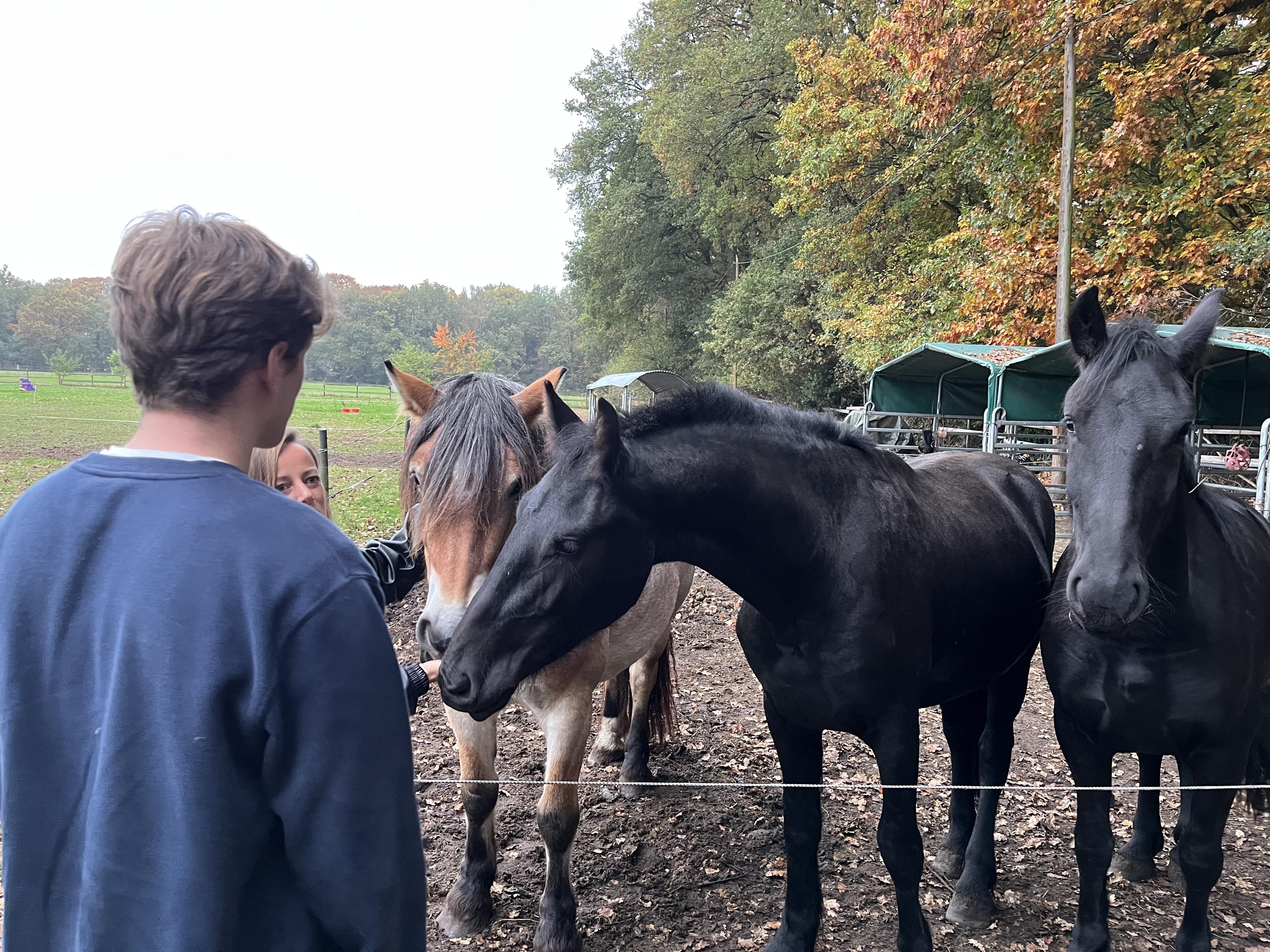 Rustige momenten met onze lieve paarden