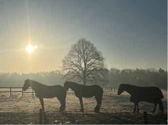 Driehoeven zorgboerderij